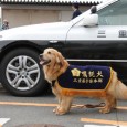 愛知県に続いて2011年度三重県警察嘱託犬に、ヴィーナスちゃんが認定されましたので、代表犬のコーナーにアップしました。