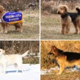 2011年10月に長野県霧ヶ峰にて行われた、日本訓練チャンピオン決定競技会で入賞を果たした子達を代表犬ページにアップしました。
