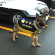 2012年度三重県警察嘱託犬にジャックくんが認定されましたので、代表犬のコーナーにアップしました。