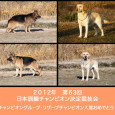 2012年10月に長野県霧ヶ峰にて行われた、日本訓練チャンピオン決定競技会で入賞を果たした子達を代表犬ページにアップしました。みんな一生懸命がんばりました！ おめでとうございます！